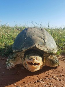 Создать мем: самые интересные фотографии, galapagos, черепаха