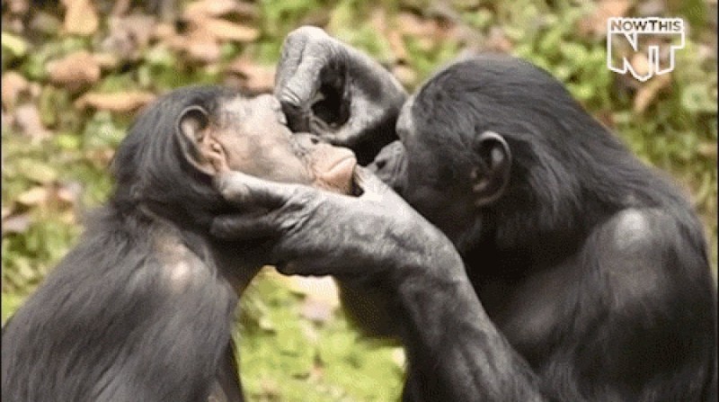 Создать мем: обезьяна целует, обезьяна бонобо самец, бонобо поцелуй