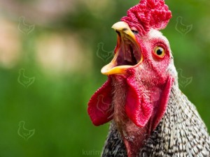 Create meme: chicken, rooster in profile, petushara