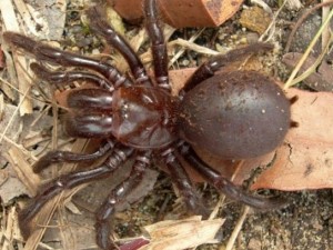 Создать мем: австралийский лейкопаутинный паук, паук ктенизид фото, паук ктенизид