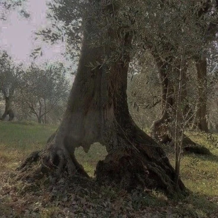 Create meme: the olive tree, old tree, olive tree