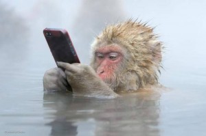 Create meme: monkey in water meme, happy monkey, a monkey with a phone