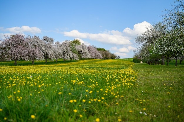 Create meme: nature spring, The apple orchard is blooming, spring landscape