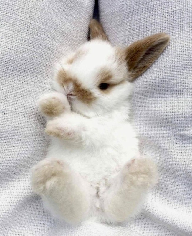 Create meme: beautiful rabbits, cute Bunny, the cute bunnies