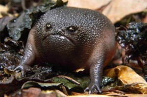 Create meme: Evil toad