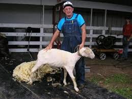 Создать мем: стрижка овец, стриженная овца, стриженный баран
