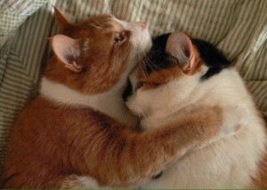 Create meme: Pets, cat hugs, hugging cats