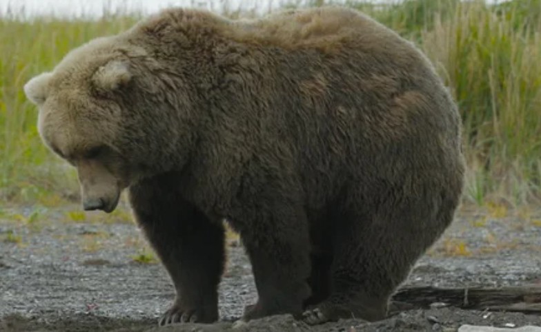 Создать мем: гризли североамериканский бурый медведь, медведь гризли, медведь медведь