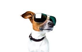 Create meme: dog Jack Russell, Jack Russell Terrier, dog Jack Russell Terrier