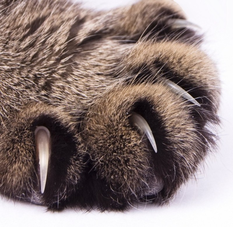 Create meme: claws of the cat , cat's paw with claws, animal claws