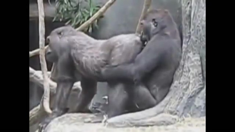 Create meme: mating gorillas, A gorilla and a woman are mating, gorilla 