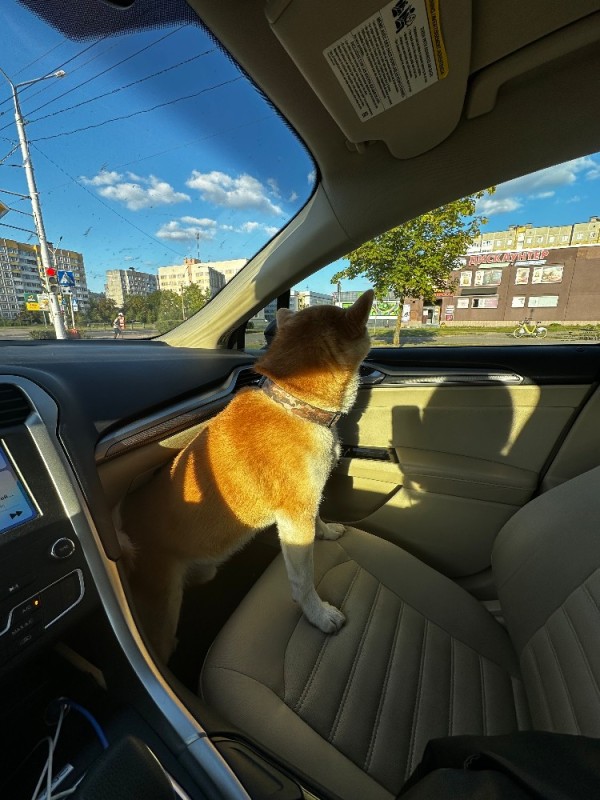 Создать мем: приучение собаке к машине, shiba, собака в машине