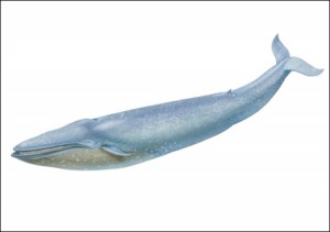 Создать мем: кит мем, синий кит, blue whale