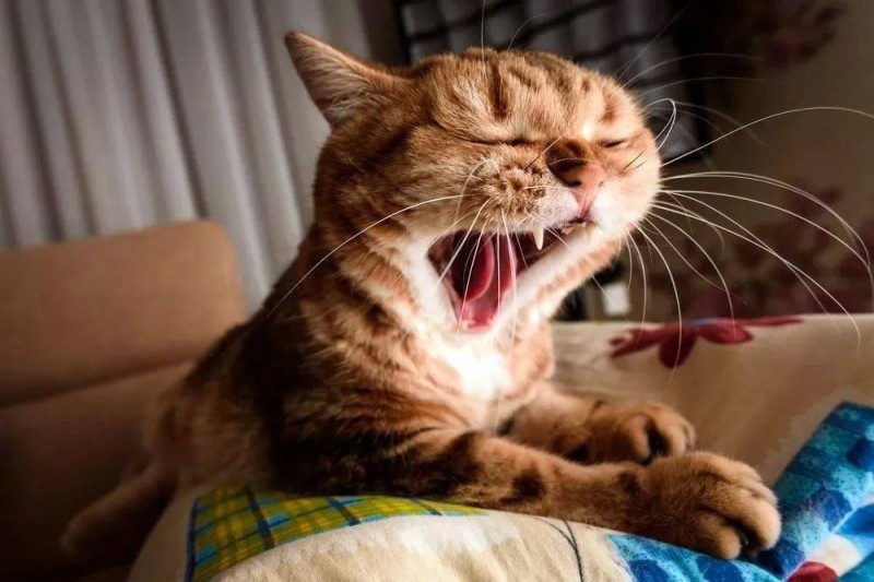Создать мем: кошка, доброе утро зевает, зевающая кошка