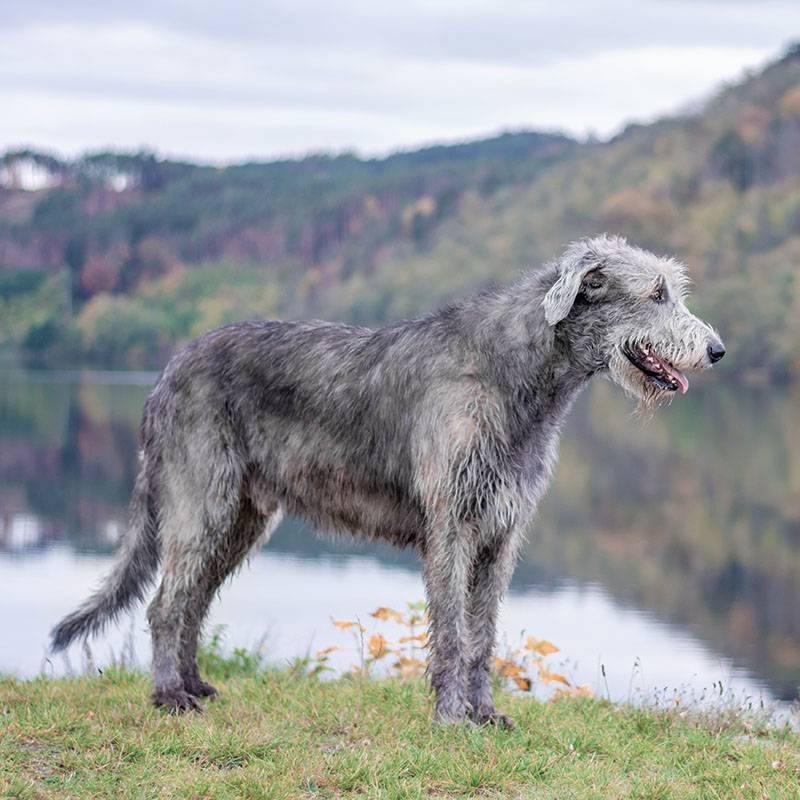 Create meme: the Irish wolfhound, irish wolfhound black, breed irish wolfhound