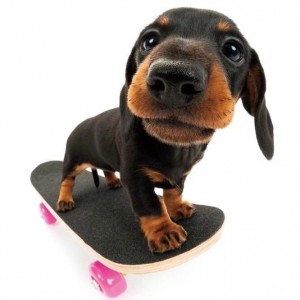 Create meme: dog Dachshund, Dachshund