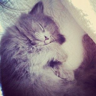 Create meme: sweet dreams kitty, cute sleeping cats, sleeping cat 