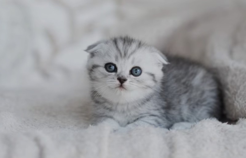 Create meme: lop-eared Scottish fold, scottish fold scottish, lop - eared cat blue - eyed gray