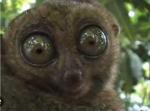Create meme: I'm sitting waiting for my salary, very strange things, bug - eyed lemur
