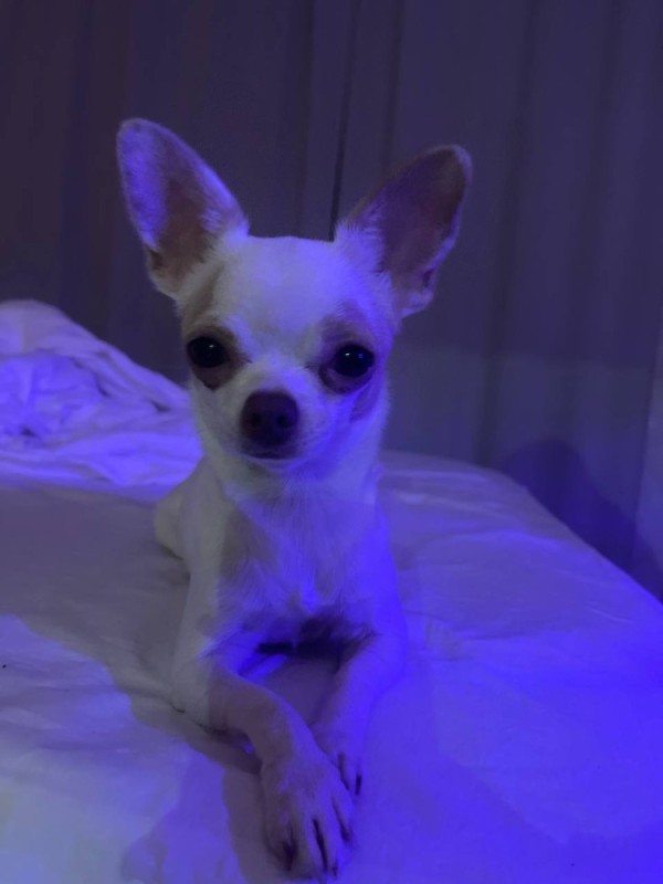 Create meme: smooth - haired chihuahua, Chihuahua dog, breed Chihuahua