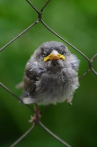 Create meme: Sparrow, angry birds photo, birb