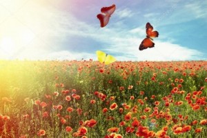 Create meme: butterfly in the field, beautiful butterfly, poppies at sunset