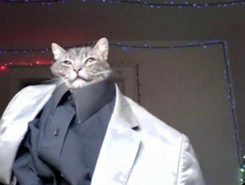 Создать мем: кот кот, кот, коты в костюмах