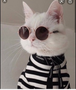 Создать мем: кошка в очках, кошки, кошка