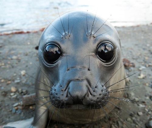 Создать мем: тюлень нерпа, глаза тюленя, обыкновенный тюлень глаза