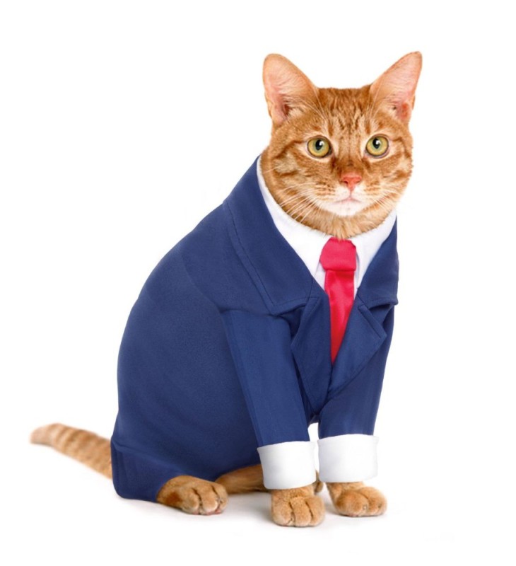 Create meme: a cat in a suit, business cat, the cat in the jacket