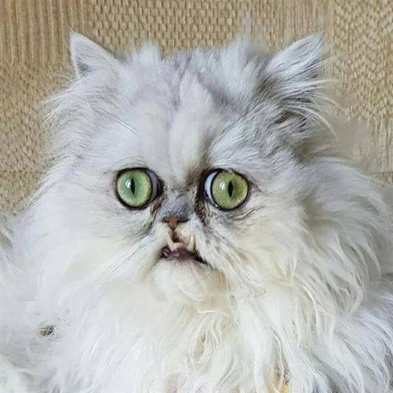 Create meme: persian chinchilla wilfred, Persian cat , Persian cat extreme