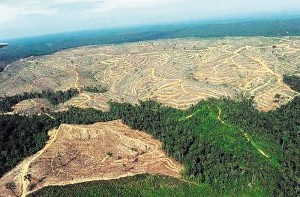 Create meme: deforestation, deforestation in malaysia, deforestation by Chinese photo