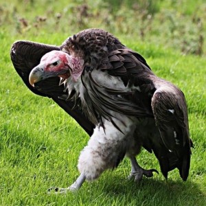 Create meme: vulture, scavenger, a vulture vulture