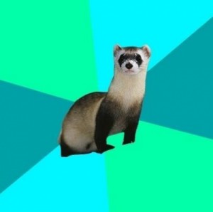 Создать мем: хорек, ferret, Obvious Question Ferret
