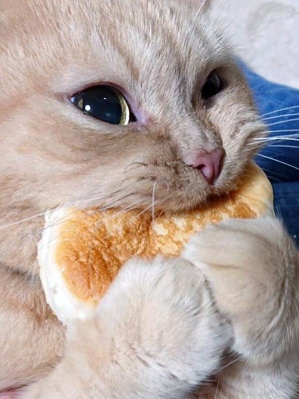 Create meme: cat bun, cat bun, hungry cat