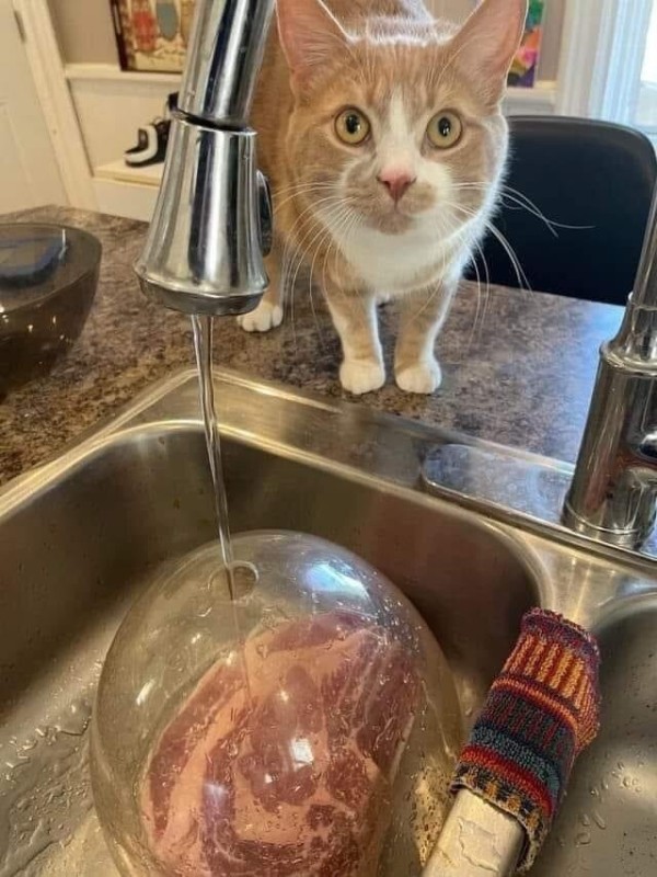 Create meme: the cat drinks from the tap, the cat drinks water, cat 