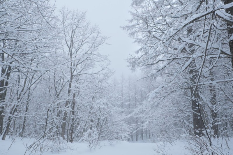 Create meme: snow forest, winter , snow 