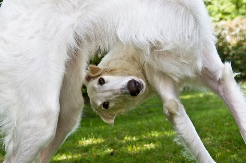 Create meme: the greyhound dog, russian greyhound nose, russian canine greyhound