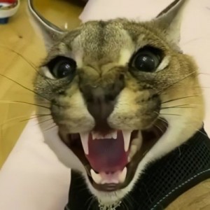 Создать мем: злой шлепа, русский кот шлёпа, каракал кот
