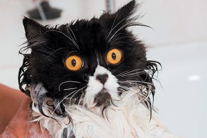 Create meme: cat bathing, cat, cat show