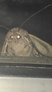 Create meme: something, scary moth, moth meme