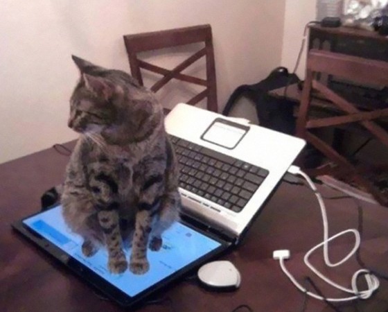 Create meme: the cat at the computer, a cat with a computer, cat programmer
