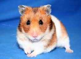 Create meme: the Syrian hamster