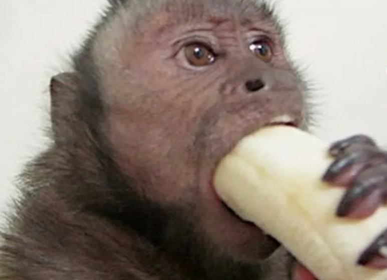 Create meme: monkey eats banana, monkey with banana, The monkey is eating a banana
