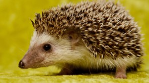 Create meme: hedgehog in, barbed, hedgehog