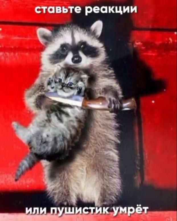 Create meme: a raccoon with a knife, Friday's raccoon, raccoon funny 