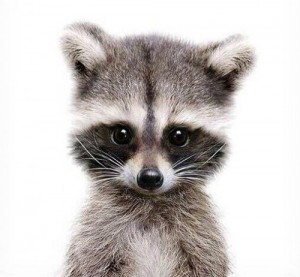 Create meme: Miroslav raccoon, raccoon, portraits of animals in clothes raccoon