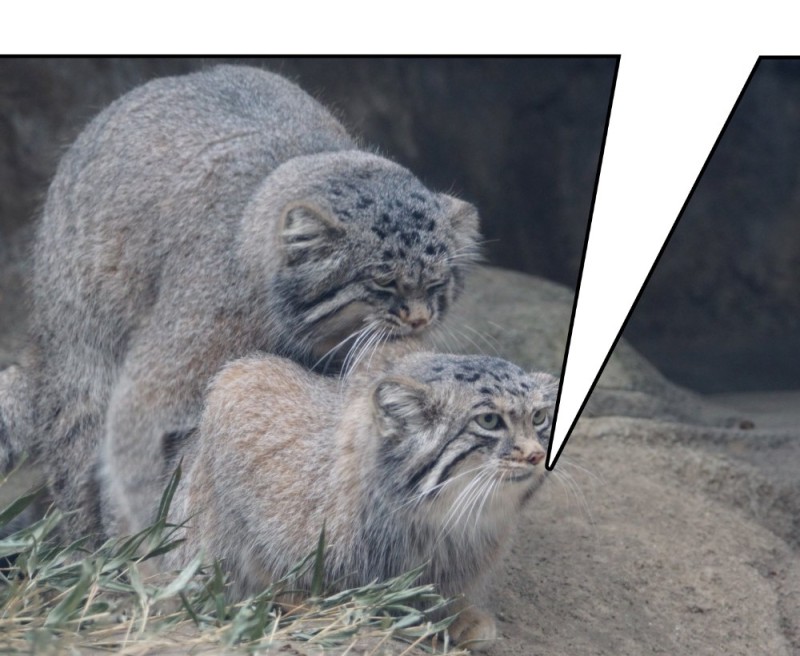 Create meme: cat manul , manul , siberian wild cat manul