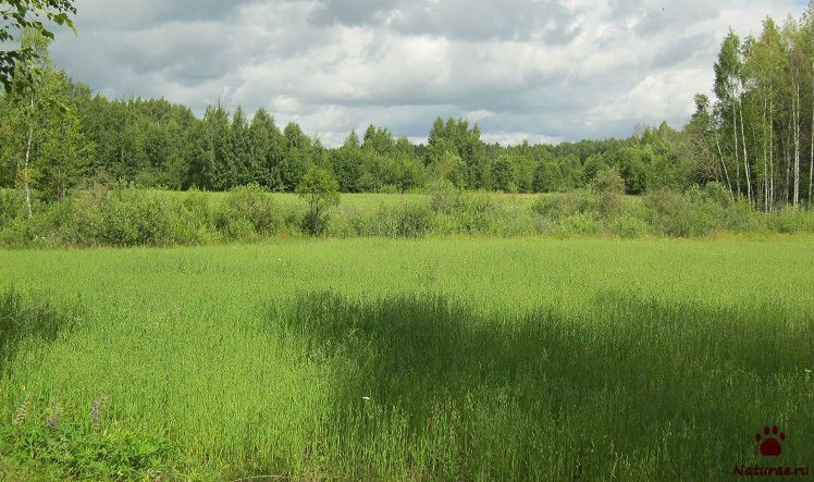 Create meme: land for individual housing construction, meadow meadows, nature 