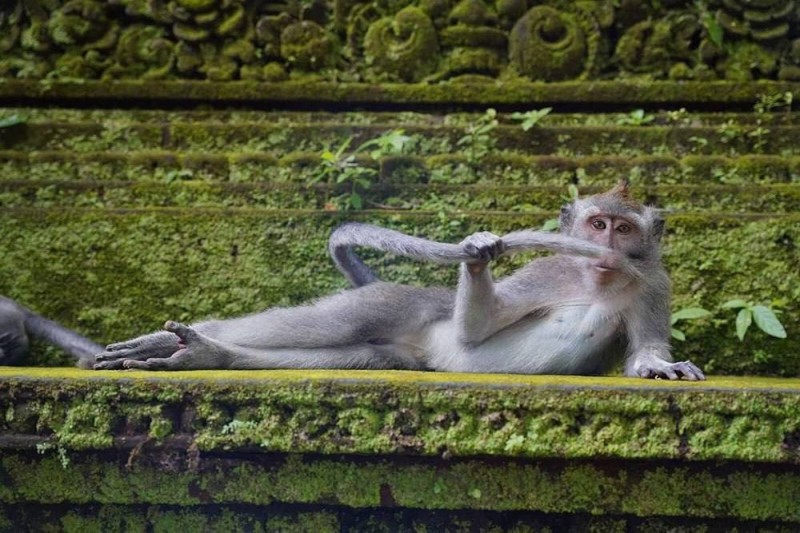 Create meme: ubud monkey forest, bali monkey forest, forest of monkeys in ubud